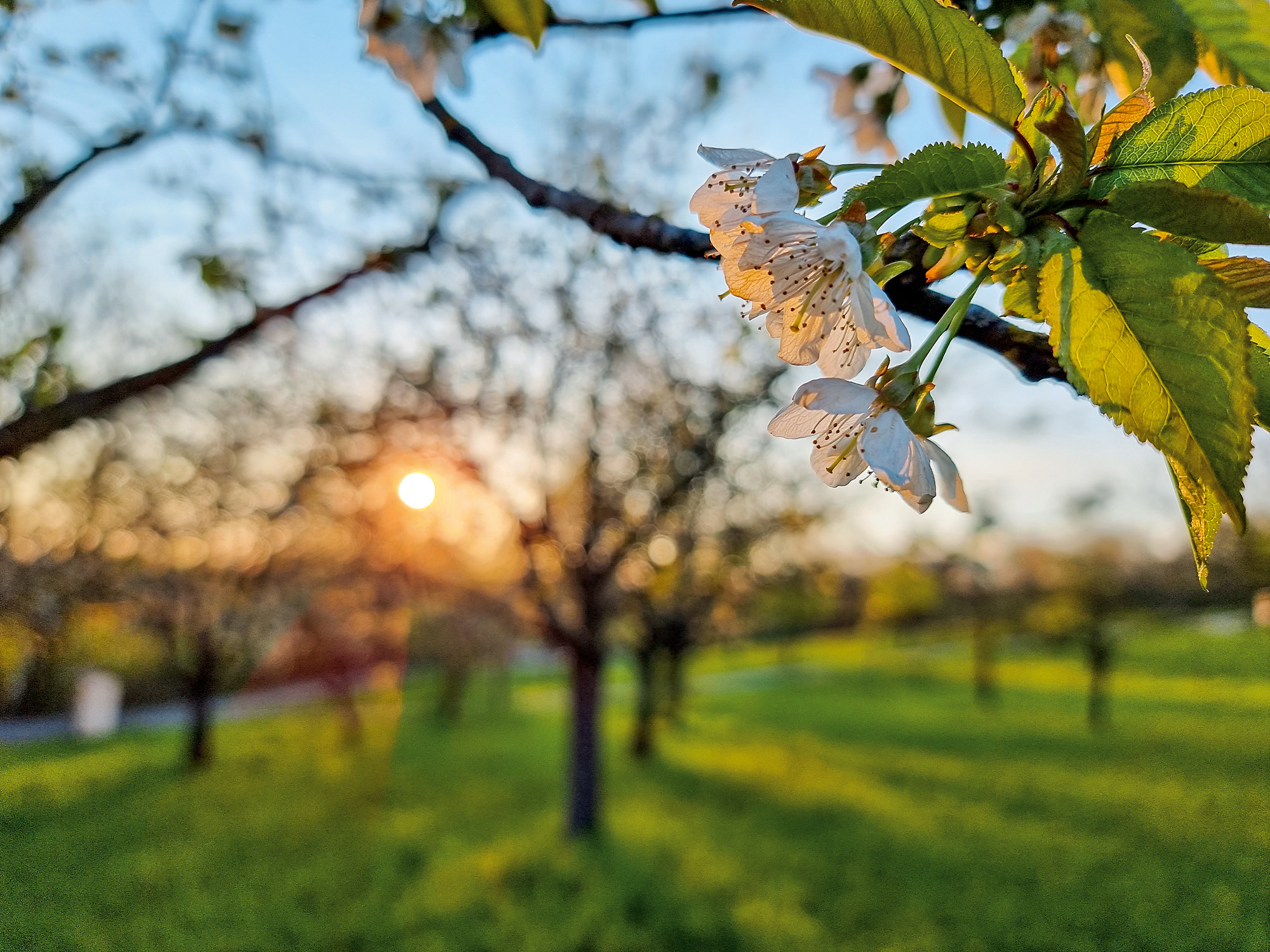Blühende Obstbäume im Sonnenlicht, weiße Blüten und grüne Blätter im Vordergrund.
