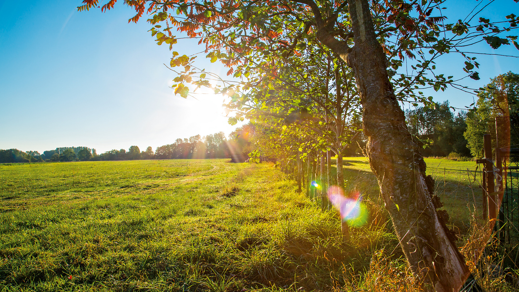 Sonnenlicht über Wiese mit Baumreihe, ruhige Landschaft, ländliche Idylle.